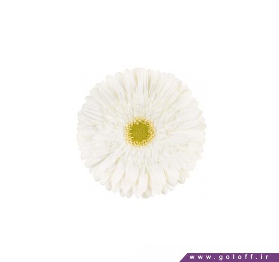 شاخه گل زیبا - گل ژربرا سیلور اسنو - Gerbera | گل آف
